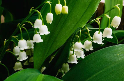 Lily-of-the-Valley Perfumed Body Cream