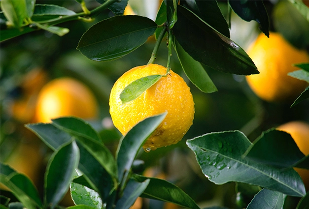 What Does A Citrus Scent Smell Like?