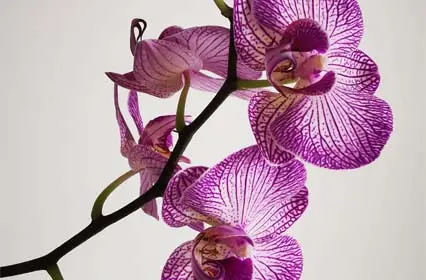 Orchid Ladies Summer Fragrances