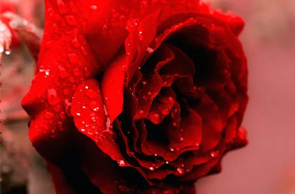 Rose Blooming Rose Perfume