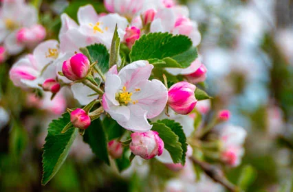 Apple Blossom Vanilla Body Fragrance