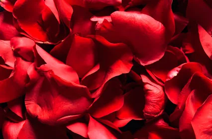 Rose Petals Body Fragrance for Women