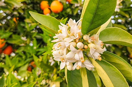 Orange Blossom Amber Vanilla Fragrance
